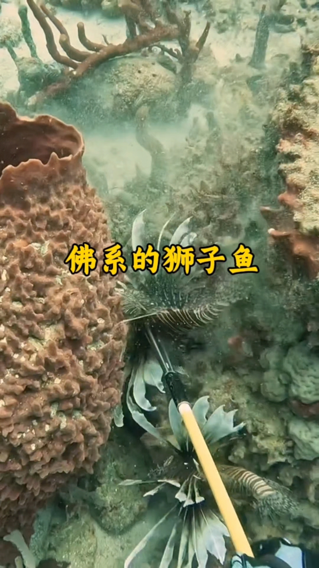 狮子鱼为什么这么佛系