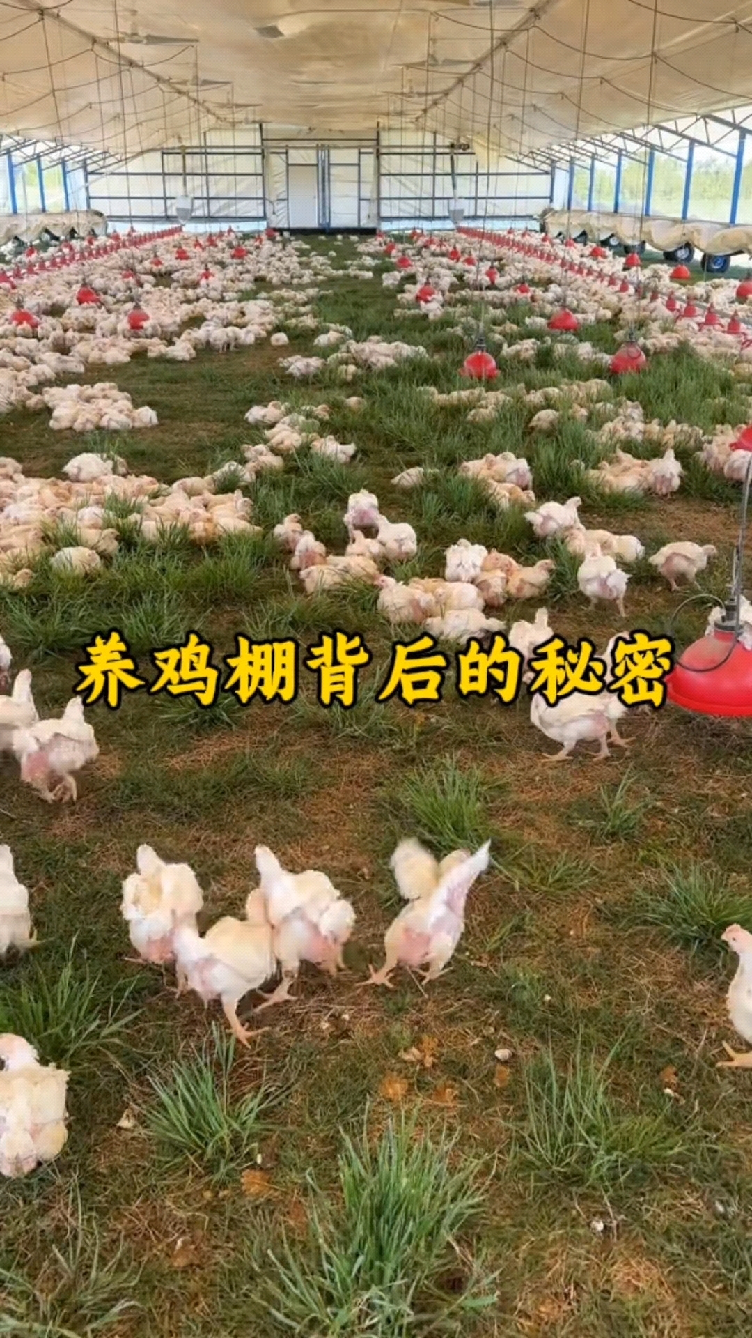 养鸡棚背后的秘密 这样的鸡才好吃