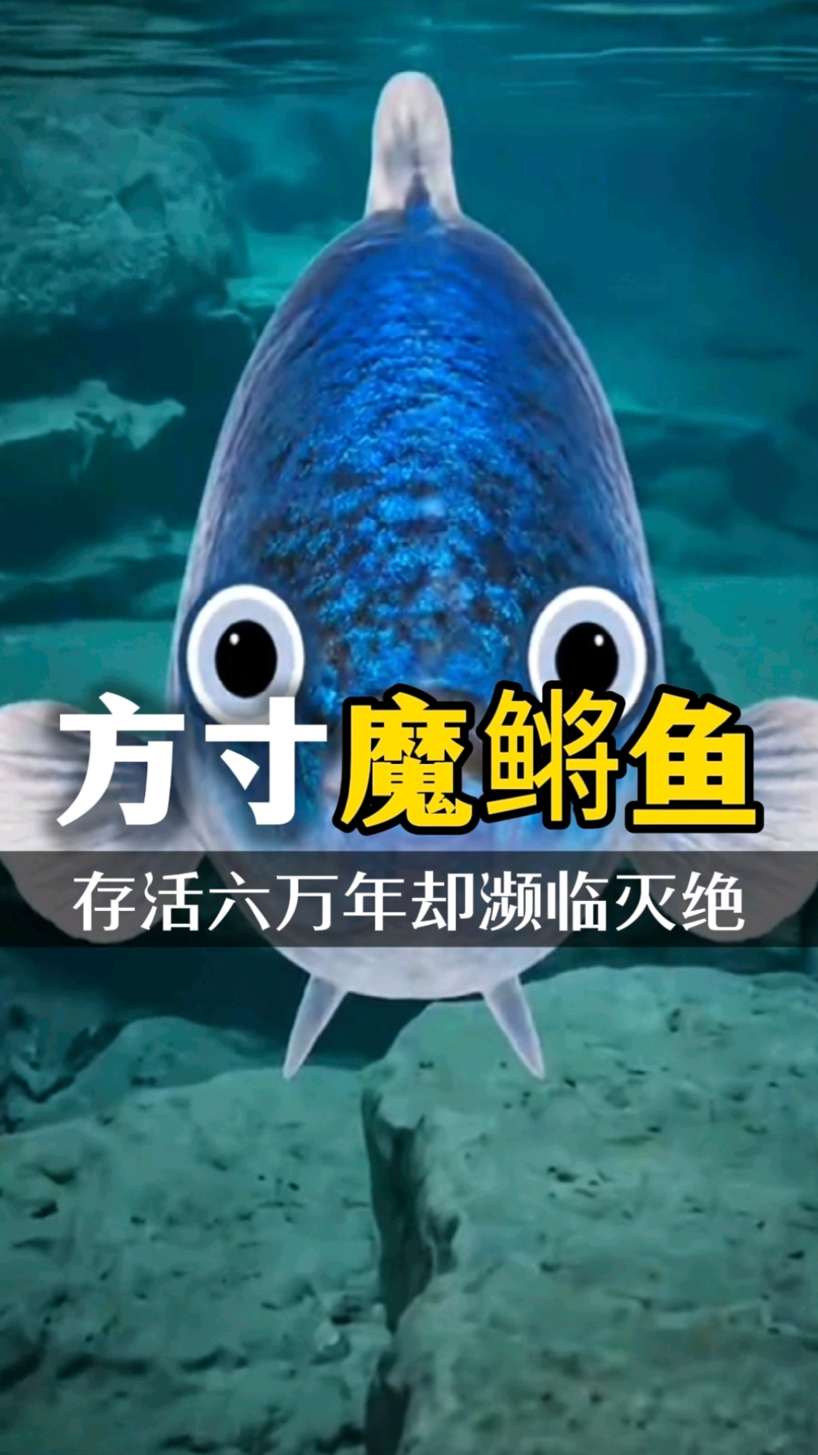 魔鳉鱼 活了600万年 一个小小的波浪 就有可能导致它灭绝#魔鳉鱼#有趣#涨知识#星火创作