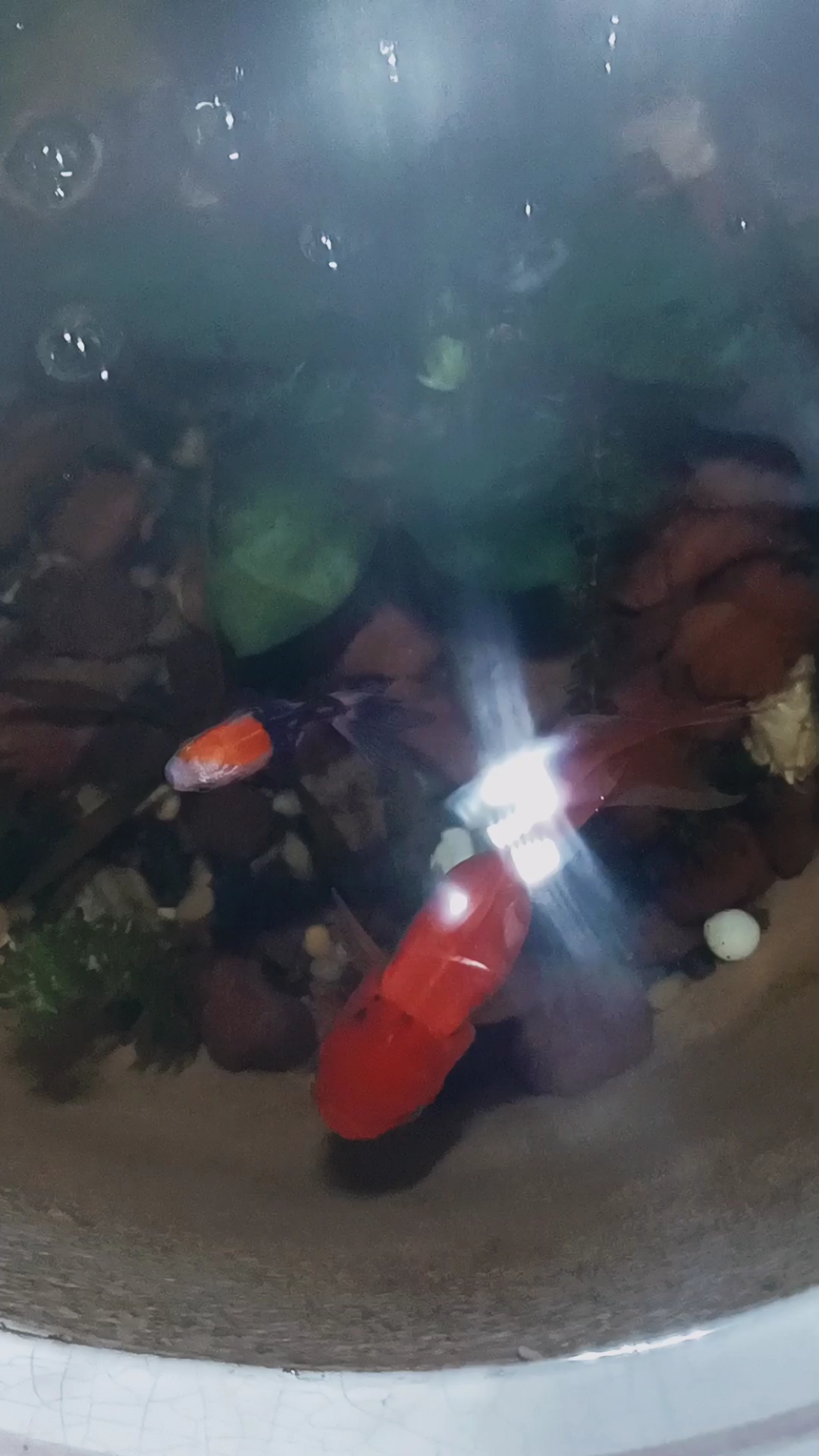 红狮不吃不喝有好多天了,身体日渐消瘦,哪位高人能指点一二