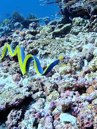 潜入深蓝，邂逅彩虹般的梦幻生物，这抹亮色，是大海的馈赠吧？海底世界真奇妙 一起看看海底世界