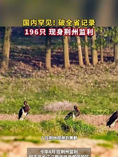 5年间湖北越冬水鸟种类增加6种~ 种群数量增加49.4万余只!珍稀鸟类 打鸟摄影 观鸟 中