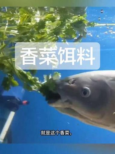 用香菜做一款饵料，草鱼钓到软 #自制饵料 #草鱼饵料 #爱生活爱钓鱼 #真实生活分享计划 