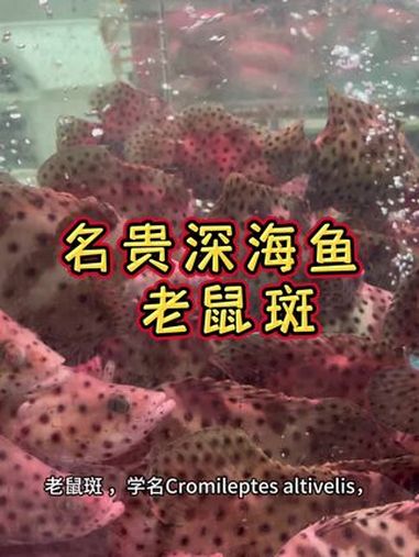 深海老鼠斑 老鼠斑 石斑鱼 深海野生