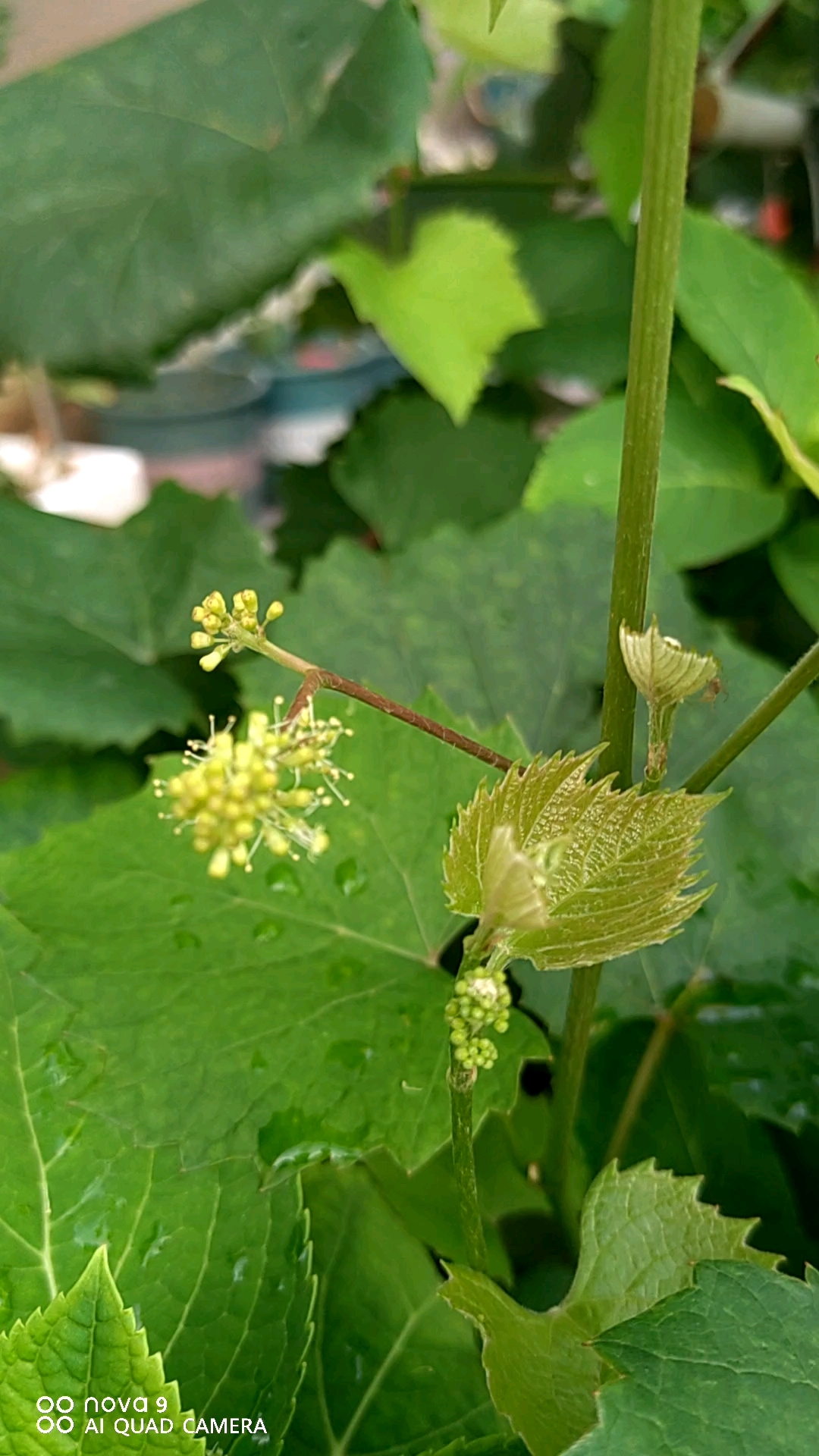 这是什么品种的葡萄啊?结的是小紧助紫色葡萄!