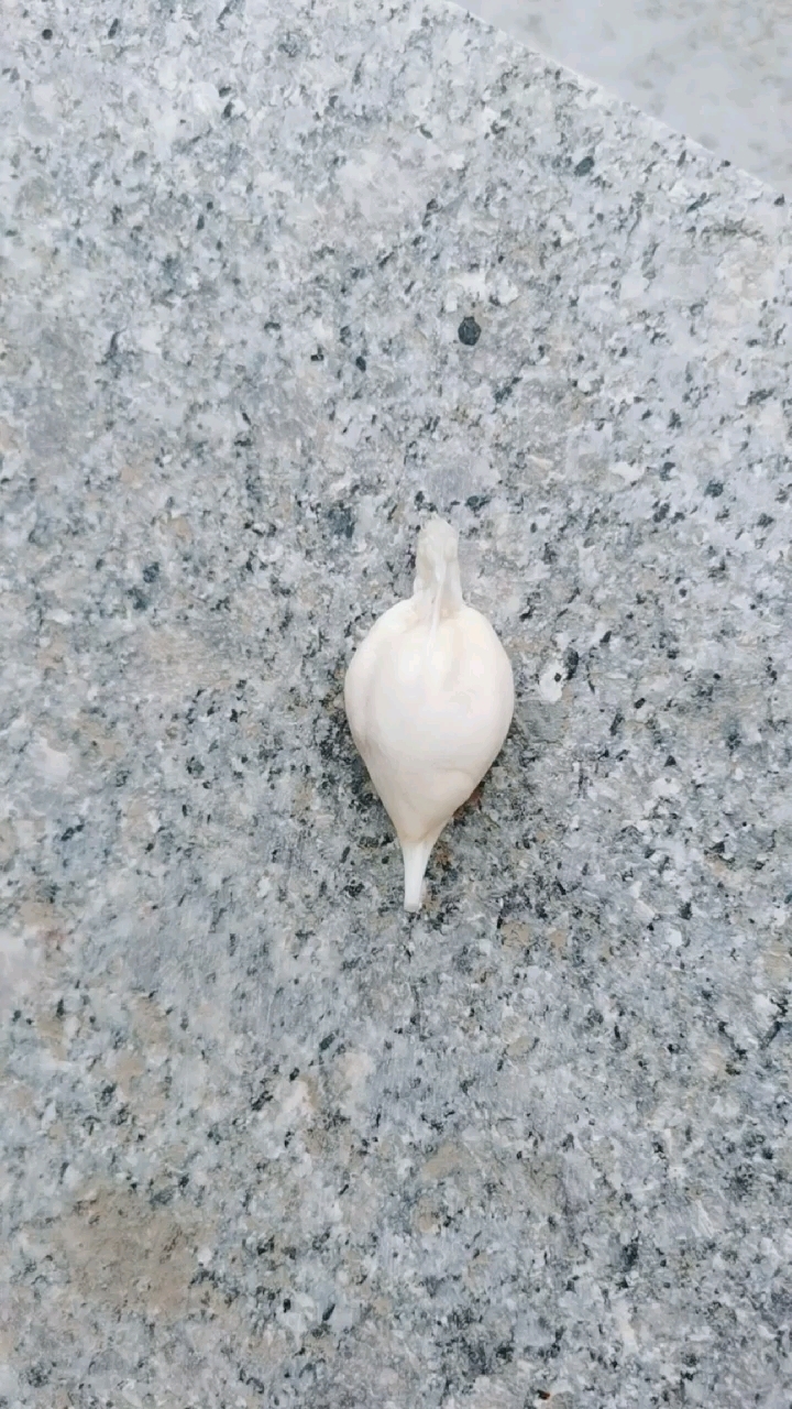 今天吃鱼发现个鱼结石有什么用谁可以告诉我