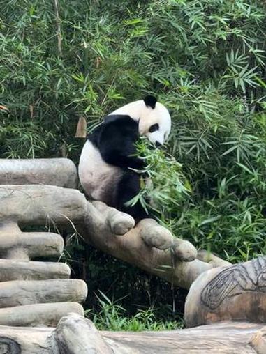 小企鹅舜舜吃自助餐 大熊猫 可爱