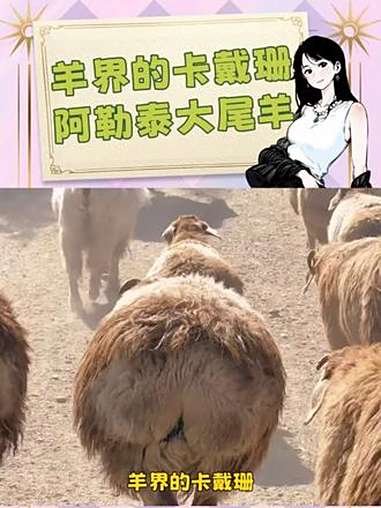 羊界的卡戴珊,行走的羊肉串—阿勒泰大尾羊 阿勒泰大尾羊 神奇动物在这里 羊了个羊 爆笑名场