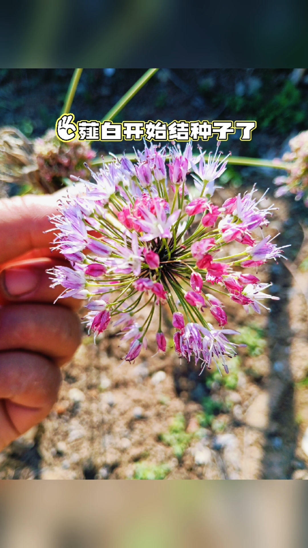 中药薤白小根蒜，开始结种子了，就是不知蒜苔上的种子长什么样