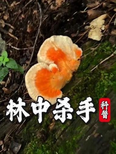 吃蘑菇前快看看 #奇花异草 #油蜡菇能吃吗 #药用植物 #东北油蘑有毒吗 #顶蘑菇