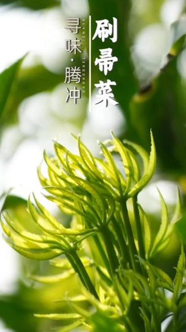 寻味腾冲 扫帚菜#云南人吃的菜