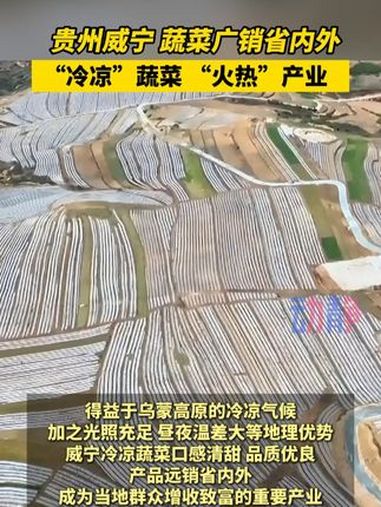 贵州威宁:蔬菜广销省内外,“冷凉”蔬菜 “火热”产业。贵州“冷凉”蔬菜火热产业