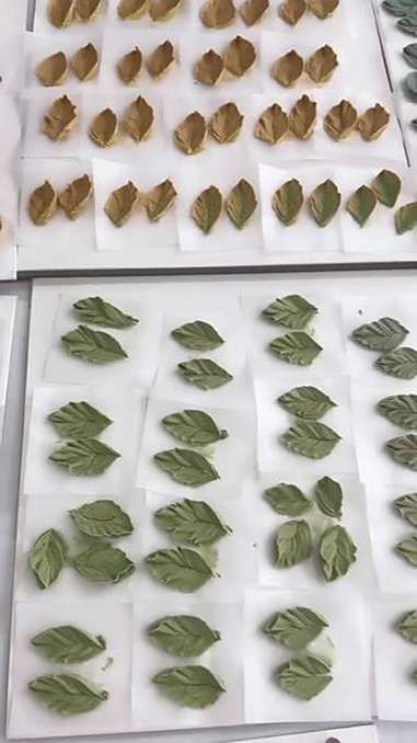 好嘛!韩式裱花第一节课!看似简单其实难到了他们一下午!