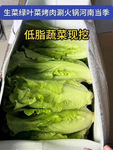 #新鲜生菜 #意大利生菜 #新鲜蔬菜 #助农