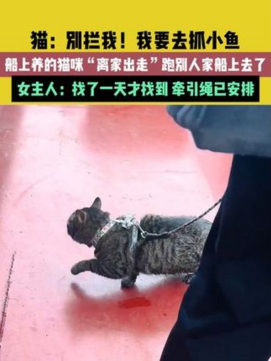 3月6日,湖北(发布)。素材来源:小羊!吃不饱。猫:别拦我!我要去抓小鱼,船上养的猫咪“离
