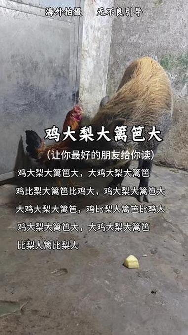 今天教你们读绕口令#海外拍摄#野猪面条#鸡大梨大篱笆大#绕口令#挑战绕口令