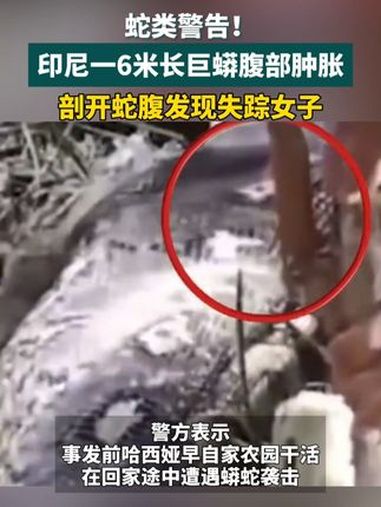 印尼一女子被蟒蛇吞入身亡 近日,印尼南苏拉威西岛,居民发现一条长约6米的巨型蟒蛇腹部肿胀隆