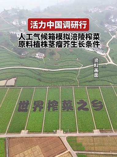 活力中国调研行人工气候箱模拟涪陵榨菜原料植株茎瘤芥生长条件