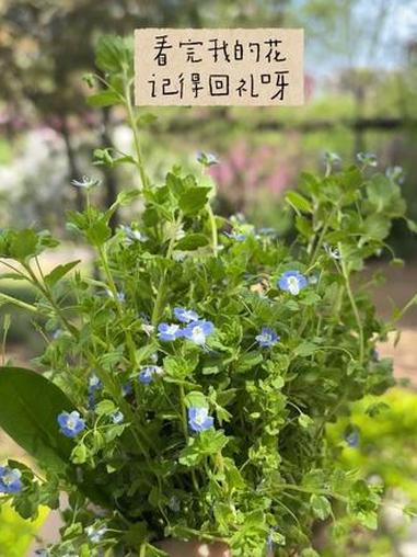 一朵小花的问候 记得回礼呀#小野花 #满天星草 #春天的花