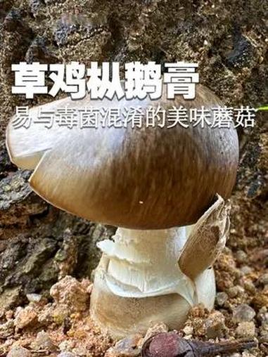 易与剧毒蘑菇混淆的美味野生菌:草鸡枞鹅膏 易与剧毒蘑菇混淆的美味野生菌:草鸡枞鹅膏 萌知计