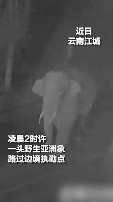 大象悠闲“打卡”执勤点,民警在线调侃查证件……#这是个真实的事情 #野象