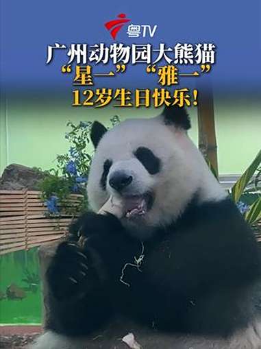 广州动物园为大熊猫“星一”“雅一”举办了一场热闹温馨的12岁生日会。据了解,2016年1月