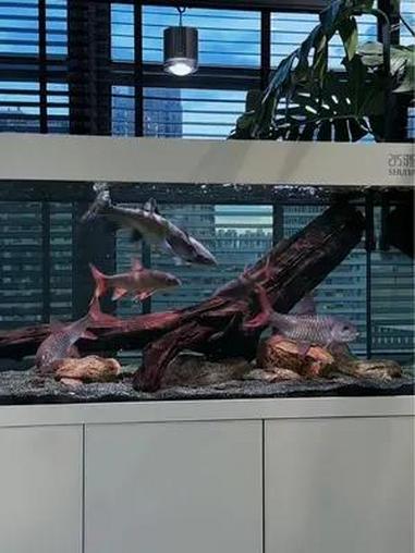 属于夏天的蓝调时刻 养鱼日记 吉罗鱼 水鸦鱼缸 水鸦 水鸦龙鱼缸