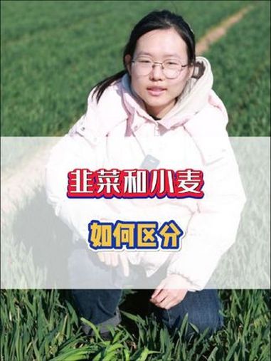 韭菜和小麦应该如何区分 新农人计划2025 我的乡村生活 三农 小孩姐 小麦 @DOU+上