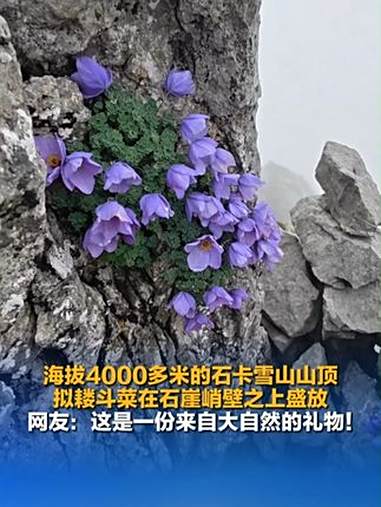海拔4000多米的石卡雪山山顶，拟耧斗菜在石崖峭壁之上盛放。网友：这是一份来自大自然的礼物