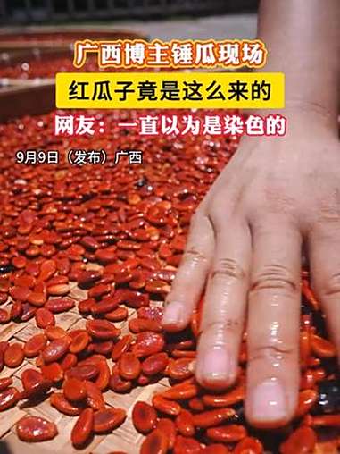 广西博主锤瓜现场,红瓜子竟是这么来的,网友:一直以为是染色的。广西特产 红瓜子
