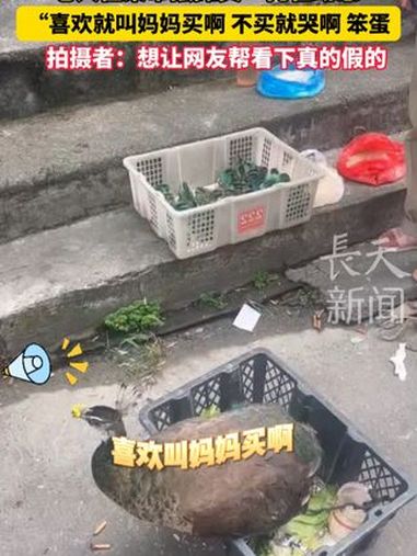 老人在菜市场摆摊卖“孔雀幼崽”“喜欢就叫妈妈买啊 不买就哭啊 笨蛋” 拍摄者 now 对记