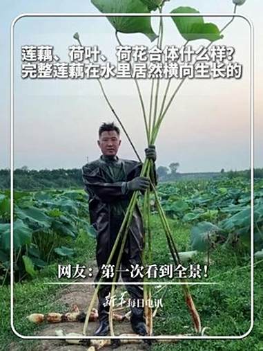 每日分享｜莲藕、荷叶、荷花合体什么样？完整莲藕在水里居然横向生长的。网友：第一次看到全景！