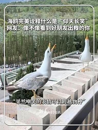 每日趣闻|海鸥完美诠释什么是“仰天长笑” 网友:像不像看到好朋友出糗的你 “果然嘲笑的表情