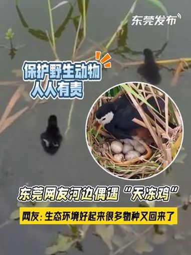 东莞网友河边偶遇“天冻鸡”激动无比:“好久没见过这家伙了”!网友们纷纷表示,东莞生态环境好