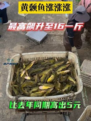 最近黄颡鱼需求量增加,价格稳步增长,较上周各主产区鱼价继续增长1元。水产养殖 黄颡鱼养殖 