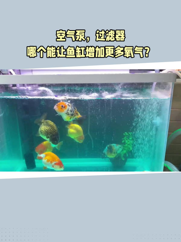 缺氧危机!如何让鱼缸里的鱼儿呼吸顺畅?