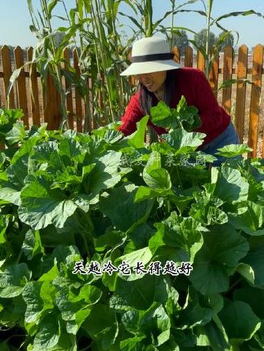 要想冬天也有菜吃,现在就该种冬寒菜了 蔬菜种子 田园生活 我的小菜园 种菜