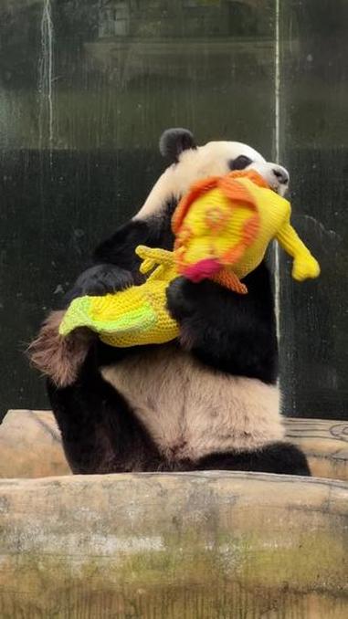 小企鹅舜舜抱着龙好可爱哦!大熊猫 大熊猫舜舜