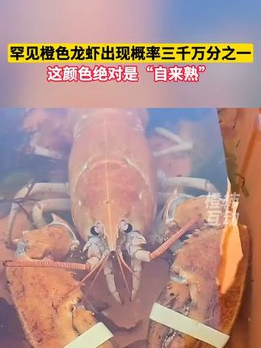 罕见橙色龙虾出现概率三千万分之一,这颜色绝对是“自来熟” 橙色龙虾 极罕见龙虾