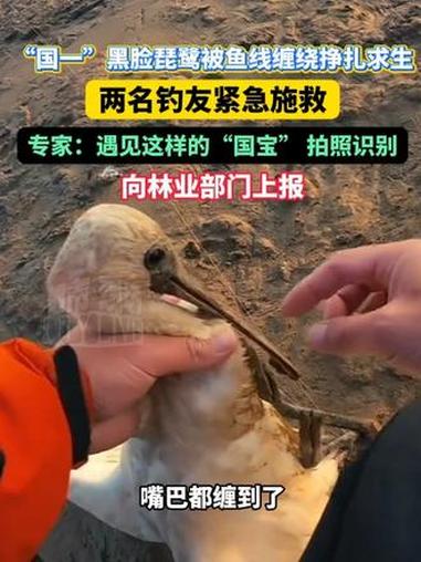 “国一”黑脸琵鹭被鱼线缠绕挣扎求生,两名钓友紧急施救,专家:遇见这样的“国宝” 拍照识别,