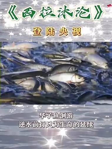 赤峰重磅纪录片《西拉沐沦》登陆央视,华子鱼洄游,逆水前行只为生命的延续!赤峰 央视 西拉沐
