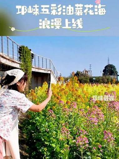 邛崃天府现代种业园50余亩彩色油菜花绽放，构成了一幅浪漫多姿的春日画卷。#四季崃耍 #五彩