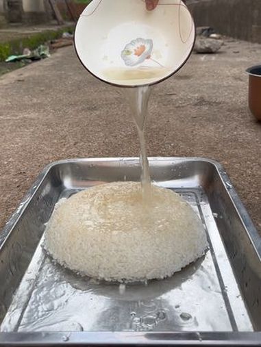 今天吃红烧肉沫青菜饭 小狗狗 狗狗 土松犬 萌犬 狗狗吃饭