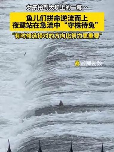 女子拍到大坝上的一幕……鱼儿们拼命逆流而上,夜鹭站在急流中“守株待兔”,“有时候选择对的方