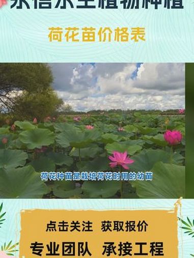 荷花基地种苗 荷花苗价格表 荷花苗价格范围 荷花苗的价钱 荷花苗的价位 荷花苗种苗报价
