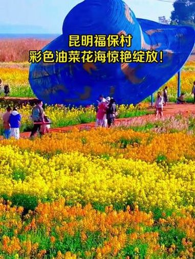 昆明福保村彩色油菜花海惊艳绽放!油菜花 美好生活在云南 七彩云南 打卡 素材来源:@永不止