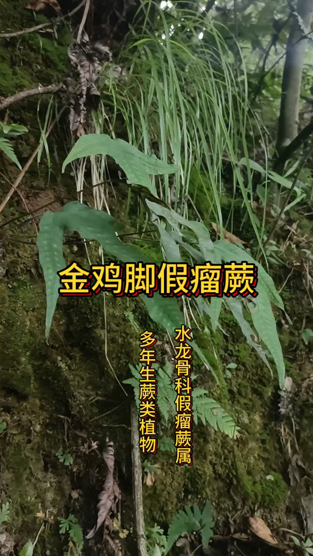 分享视频