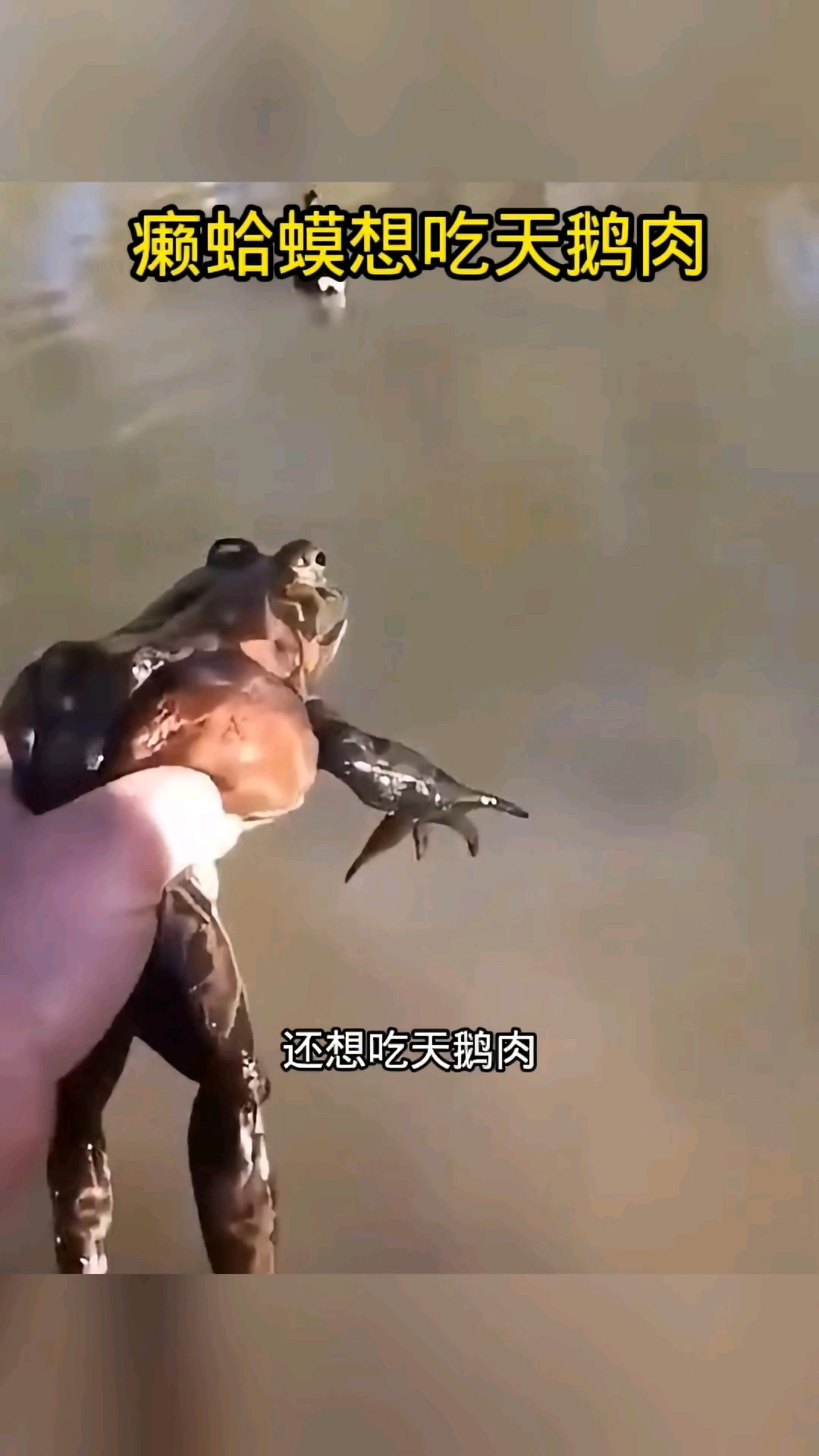 癞蛤蟆想吃天鹅肉,原来是真的