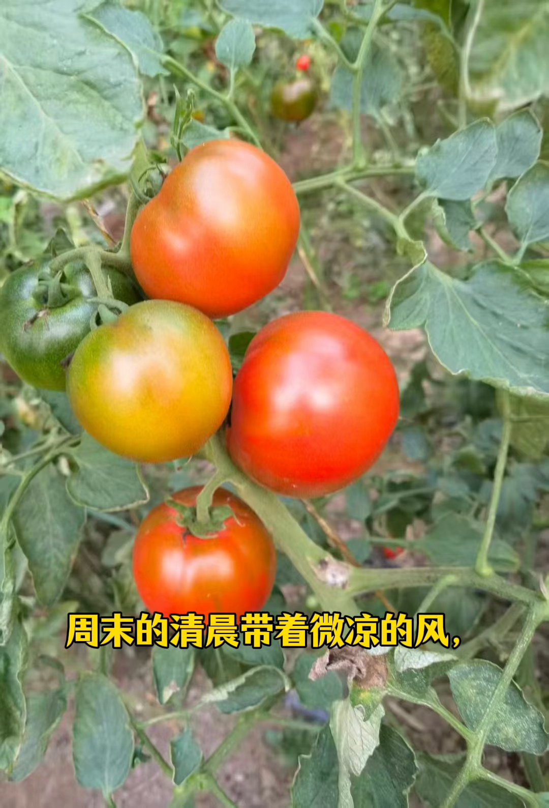 怀柔蔬菜,水果采摘