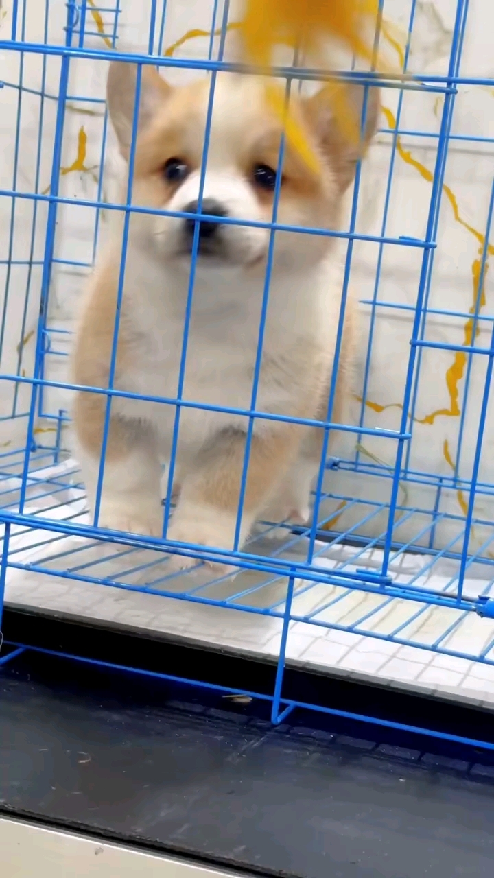 带尾巴柯基